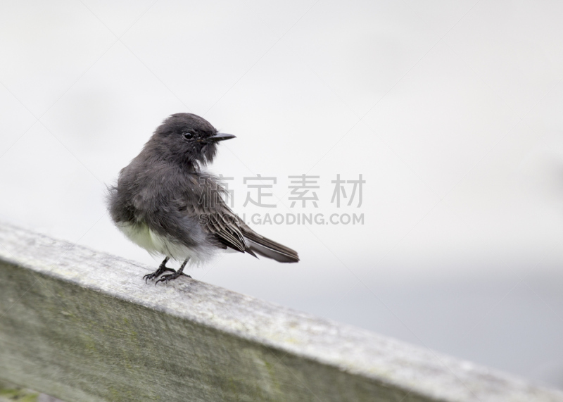 黑菲比霸鶲,京燕,自然,图像聚焦技术,选择对焦,野生动物,美国,水平画幅,无人,全身像