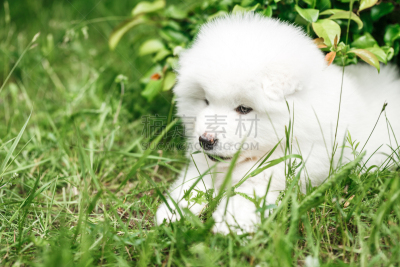 莱卡犬,萨摩耶犬,自然,小狗,水平画幅,进行中,夏天,套装,户外,草
