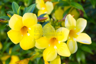 小号,仅一朵花,金色,自然,芳香的,水平画幅,无人,毛莨科,软枝黄蝉,特写