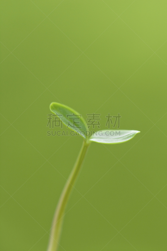 秧苗,现代,双叶区,自然,垂直画幅,无人,干净,花蕾,春天,植物
