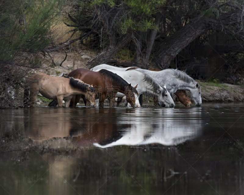 tonto national forest,母马,水,美国,水平画幅,户外,马属,马,河流,沙漠