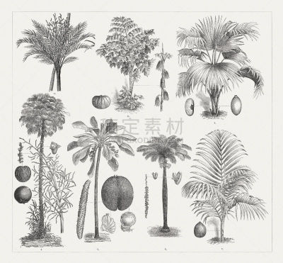Varios palm trees, wood engravings, published around 1895