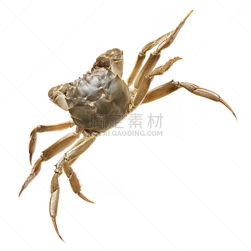 螃蟹,白色背景,分离着色,动物腿,动物肢和翼,甲壳动物,动物身体部位,野生动物,方形画幅,特写