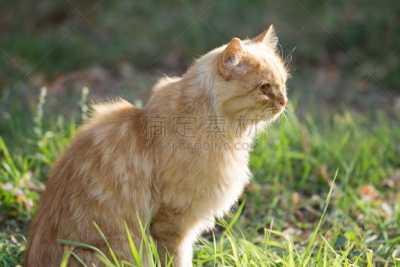 姜黄色的猫,自然,无人,哈萨克斯坦,图像,猫,水平画幅,大自然保护协会,sarah ferguson,筑巢处