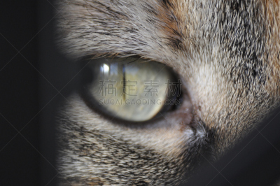 猫,动物眼睛,圣伯纳犬,特写,动物视网膜,水平画幅,猫科动物,动物身体部位,摄影