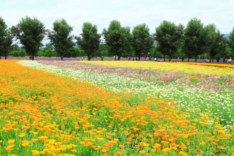 家庭花园,水平画幅,富良野盆地,无人,日本,夏天,北海道,植物,中富良野,花