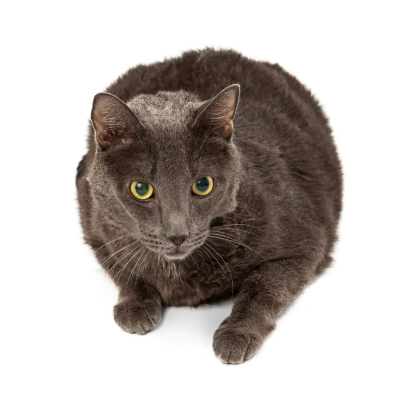 猫 留白 可爱的 无人 猫科动物 白色背景 背景分离 方形画幅 影棚拍摄 哺乳纲图片素材下载 稿定素材 猫 留白 可爱的 无人 猫科动物 白色背景 背景分离 方形画幅 影棚拍摄 哺乳纲图片素材下载 稿定素材