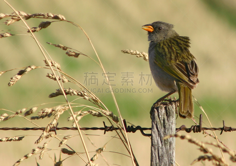 南美大草原,非凡的,雀科,帕哈利多高原,自然,野生动物,水平画幅,无人,鸟类,北美歌雀
