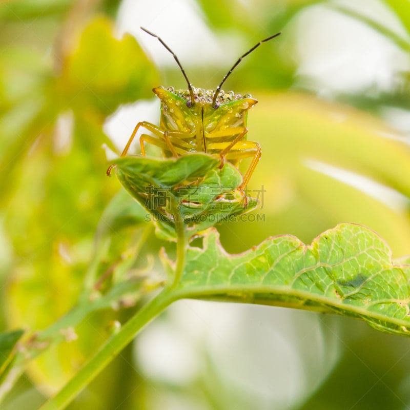 催眠师,自然,野生动物,绿色,无人,散焦,green shield bug,方形画幅,特写,西番莲