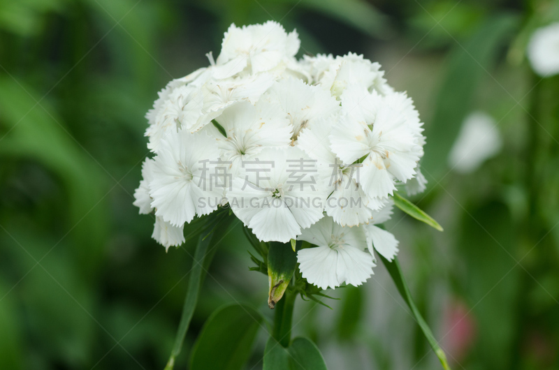 Dianthus chinensis (China Pink, Sweet William flower )