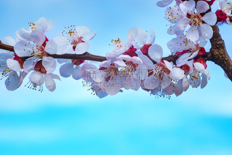 春天,蓝色,背景,自然,桃,花朵,天空,枝,树,花