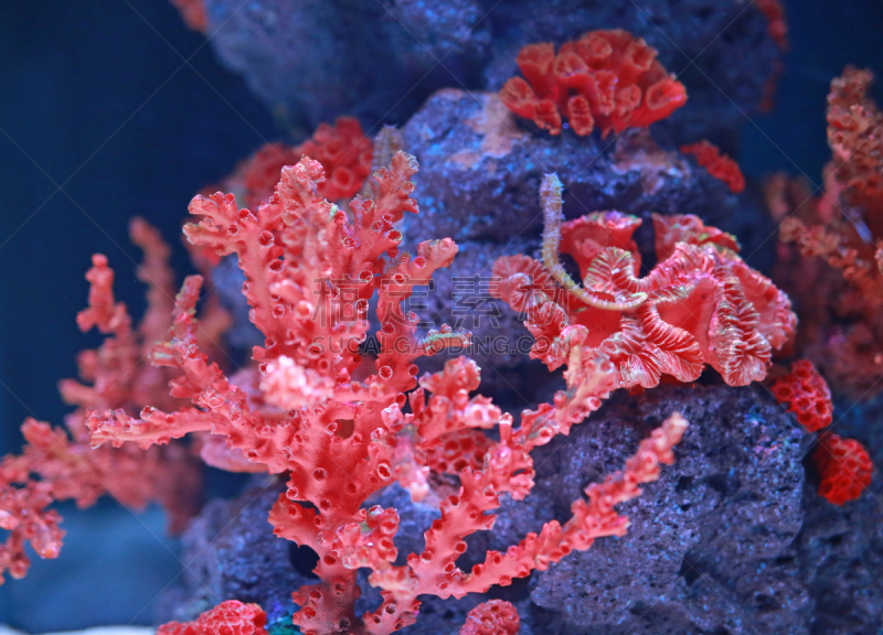 珊瑚,水族馆,肉芝珊瑚,coralline red algae,埃及眼镜蛇,大象耳,滤食性动物,脑珊瑚,槲树,寄生蟹