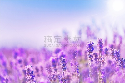 紫罗兰,熏衣草,美,芳香的,水平画幅,无人,夏天,户外,饮料,普罗旺斯