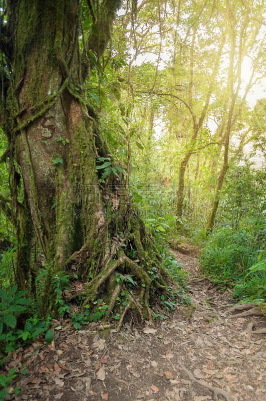 热带雨林,墨拉皮火山,小路,火山,垂直画幅,无人,火山地形,户外,雨林,苏门答腊印度尼西亚