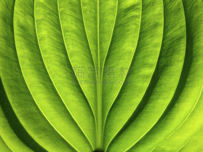 平视角,叶子,水平画幅,形状,枝繁叶茂,无人,叶脉,特写,活力,植物