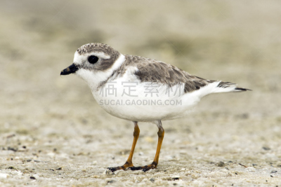 鸻,羽毛,冬天,笛鸻,迈尔斯堡酒店,墨西哥湾,水平画幅,沙子,无人,鸟类