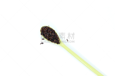 浆果,分离着色,稻,白色背景,农业,自然,有机食品,紫色,gaba,食品