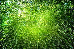 自然,竹子,莎草,麦茬,水,水平画幅,纹理效果,能源,工厂,夏天