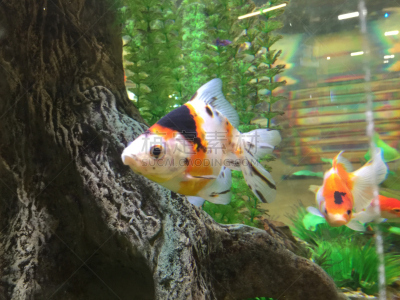 金鱼,橙色,水族馆,两只动物,黑色,白色,兰寿金鱼,彗星,动物鳍,水