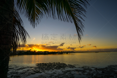 佛罗里达群岛,棕榈树,美国,橙色,城市,佛罗里达,非凡的,在之后,叶子,日落