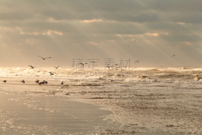 鸟类,海鸥,海洋,波浪,在上面,天空,风,暴风雨,水平画幅,沙子