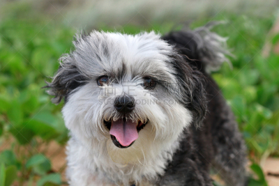 梗犬,可爱的,狗,特写,海滩,笑脸,动物毛,毛皮骰子,马尔他犬,哈叭狗
