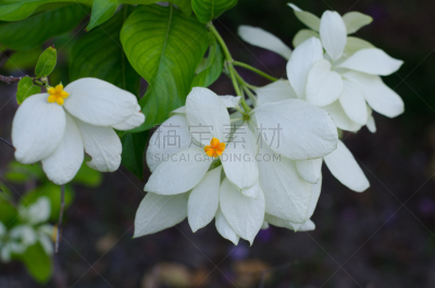 泰国,园林,诗丽吉王后,自然,水平画幅,无人,夏天,白色,东南亚,植物
