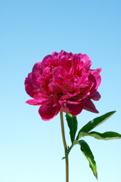 牡丹,芦笋,垂直画幅,无人,花序,背景分离,草药,红色,植物,花坛