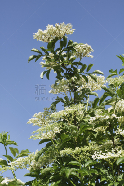 天空,蓝色,接骨木花,默顿地区,萨里市,垂直画幅,选择对焦,无人,夏天,户外