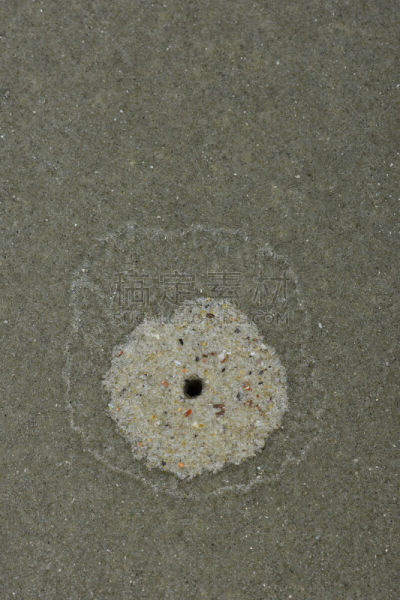 洞,沙子,水晶,海洋,地狱,ghost shrimp,坎伯兰岛,海洋生命,垂直画幅,美国