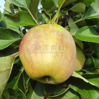 苹果,埃森,水果,无人,古老的,果树,方形画幅,草本,身份,德国