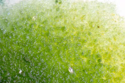 背景,真菌,大群动物,藻类,个性,皮氏培养皿,生物学,微生物学,风险,显微镜