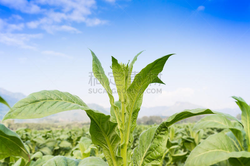 烟草,植物,塔巴科恩,花烟草,茄科,雪茄,尼古丁,自然,水平画幅,花