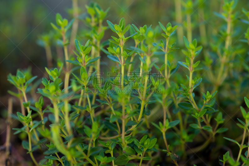 百里香,清新,种植园,毛里求斯,蔬菜,自然界的状态,背景分离,香料,食品,柠檬