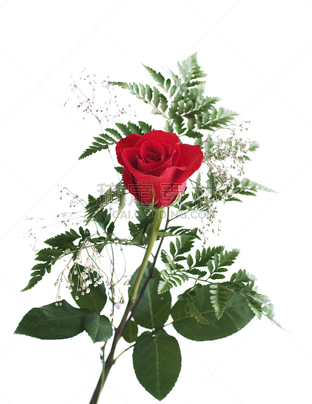 玫瑰,叶子,绿色,白色背景,红色,浅的,在上面,垂直画幅,无人,符号