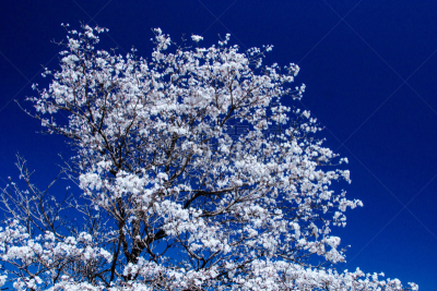 天空,白色,蓝色,留白,调色板,灵感,水平画幅,林区,无人