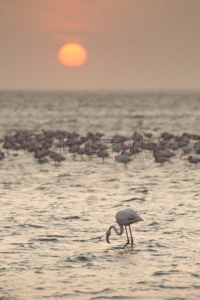 沃尔维斯湾,火烈鸟,湿地,小火烈鸟,斯瓦考普穆德,垂直画幅,鸟类,大西洋,户外,滨水
