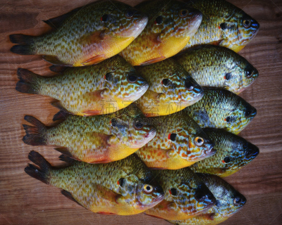 翻车鱼,传单,家庭,格子烤肉,水平画幅,膳食,湖,特写,淡水,鲈鱼
