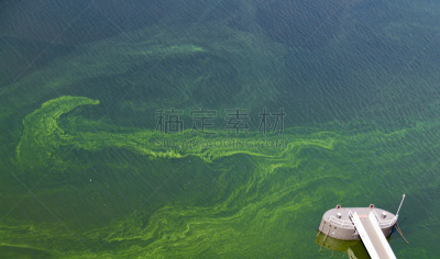 青绿色,藻类,无人,自然,微生物,藻青菌,河流,图像,危险,夏天