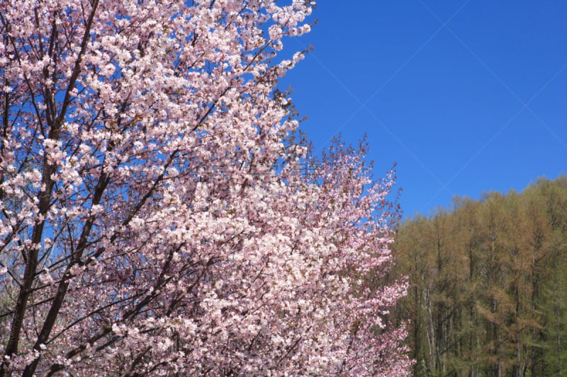 樱桃,自然,天空,水平画幅,地形,樱花,富良野盆地,无人,蓝色,日本