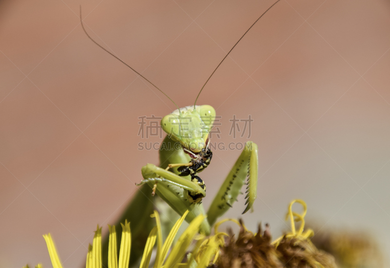 雌性动物,螳螂,黄蜂,咬指甲,掠夺性的被囊类动物,充满的,动物牙齿