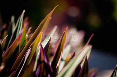 有边的,天空,留白,新的,枝繁叶茂,早晨,夏天,草,棕榈树,明亮