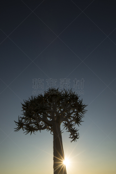 芦荟树木,纳米比亚沙漠,黎明,芦荟,植物,户外,箭袋,哈达普,南部非洲,非洲