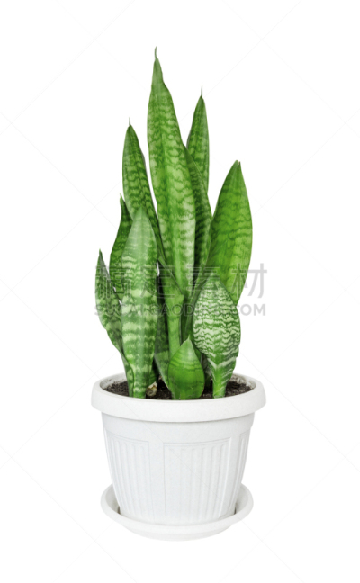 室内植物,虎尾兰,垂直画幅,枝繁叶茂,无人,白色,植物,植物学,盆栽植物,清新