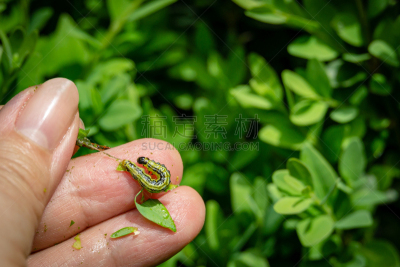 特写,黄杨木,盒子,害虫,动物食性,蛾毛虫,最大,园艺,进攻,树