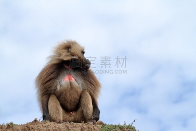 狮尾狒狒,塞米恩山脉,埃塞俄比亚,狒狒,非洲之角,猿,野生动物,水平画幅,无人,非洲
