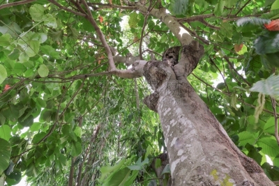 枝,叶子,森林,自然美,猴痘,叶状海龙,雨豆树,北碧,夏威夷大岛,植物园