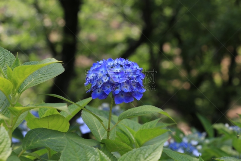 紫色,八仙花属,木板路,气候与心情,雨季,美,公园,里山,草原,水平画幅