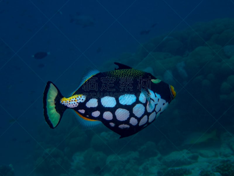 印度洋,小丑鳞鲀,深的,海洋生命,野生动物,印度次大陆,indopacific ocean,动物,动物习性,海鱼