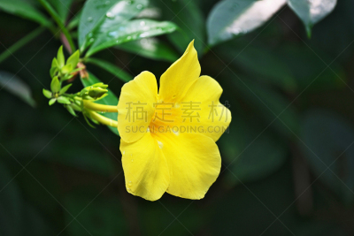 水平画幅,无人,日本,夏天,软枝黄蝉,八月,热带灌木,植物,黄色,小田原